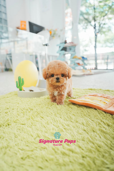 Poodle - Henry