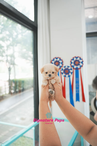 Micro Size Maltipoo - Sugar