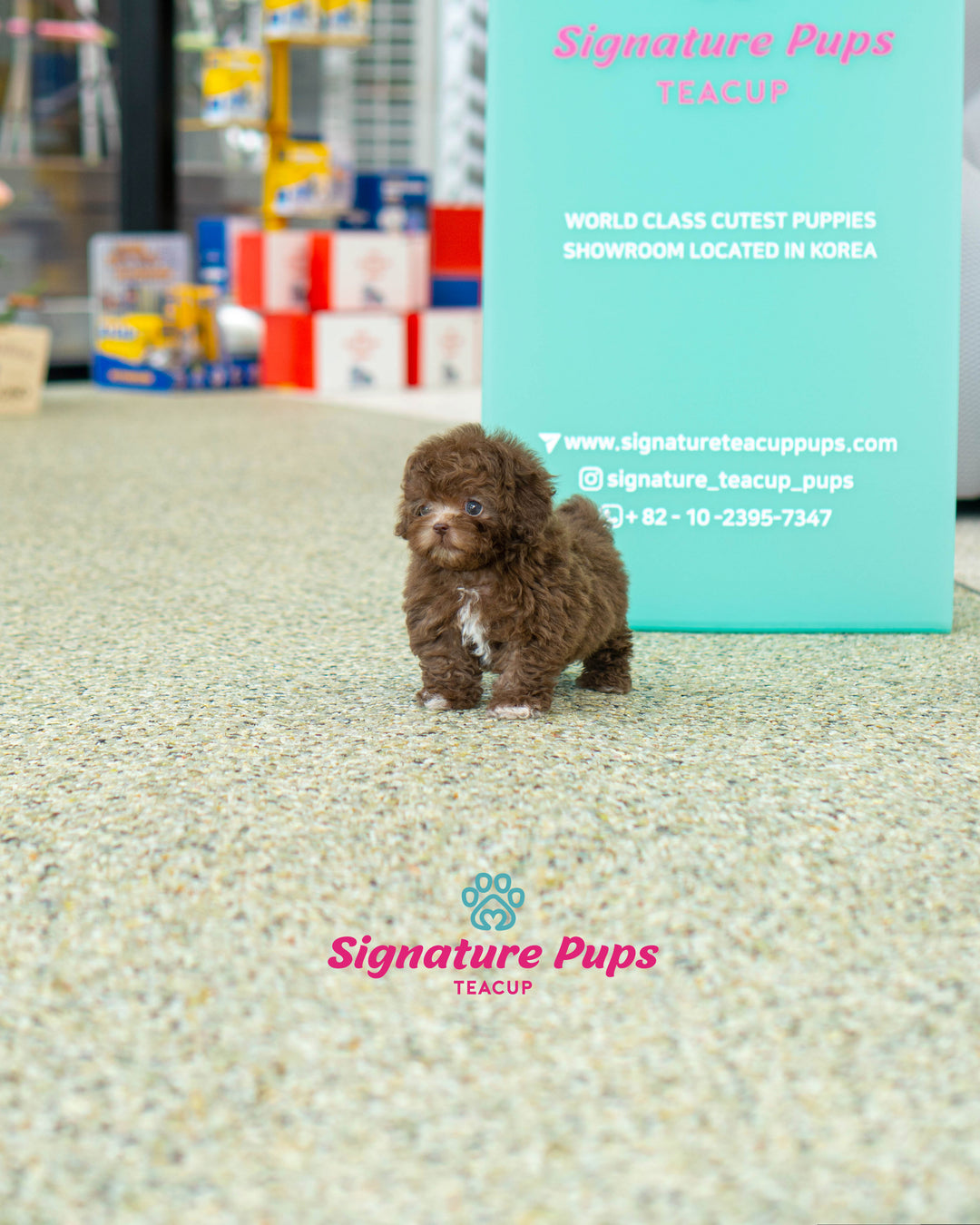 Cafe au Lait Poodle - Zigi – Signature Teacup Pups