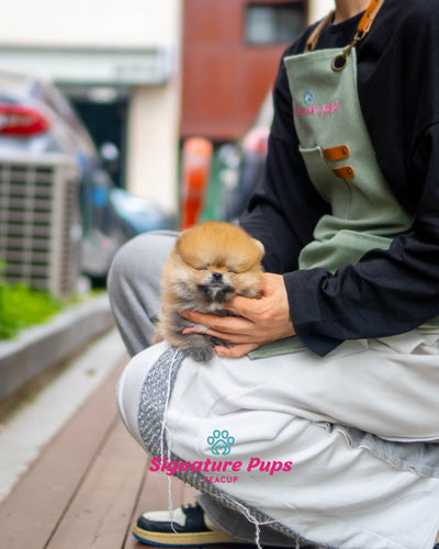 Orange Pomeranian- Poka (Reserved to Washington DC)