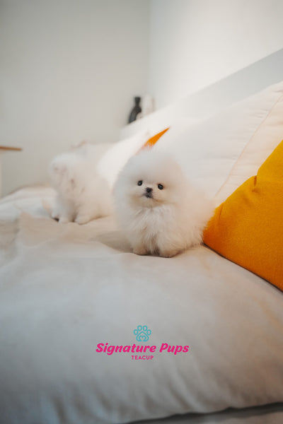 Pomeranian - Din & Buzz