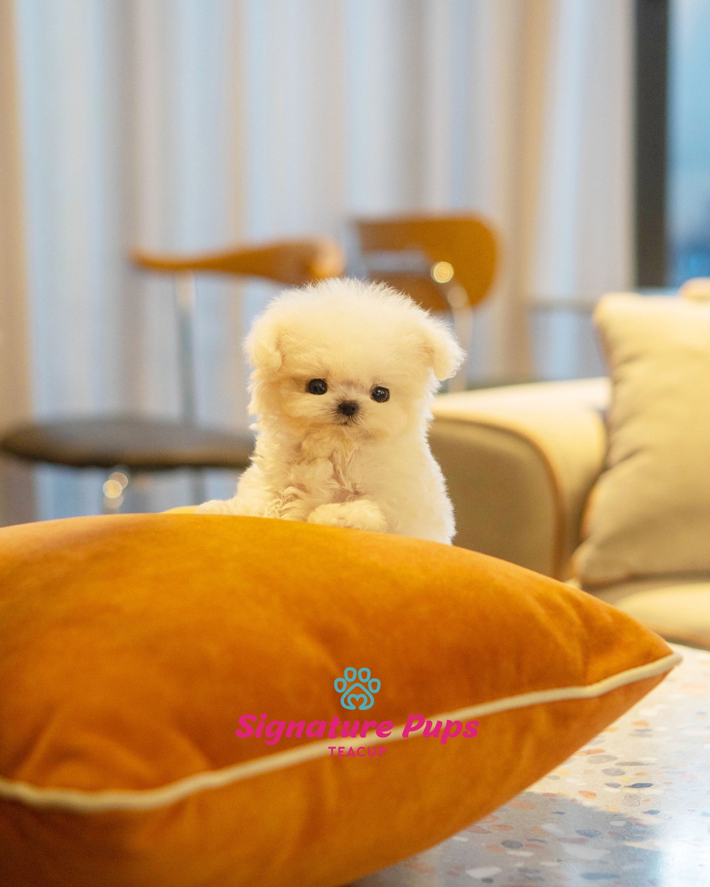 Micro Bichon Frise - Mochi