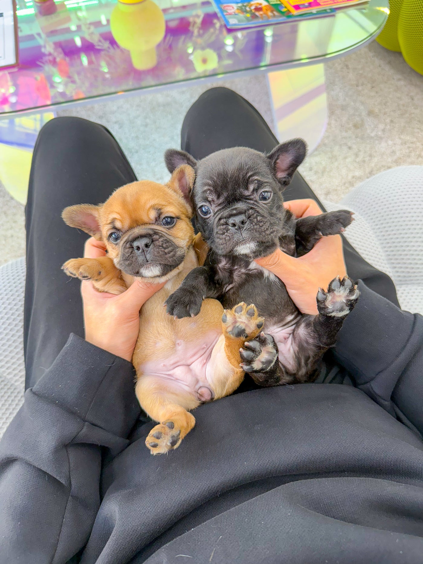 French Bulldog - Cooper & Oliver