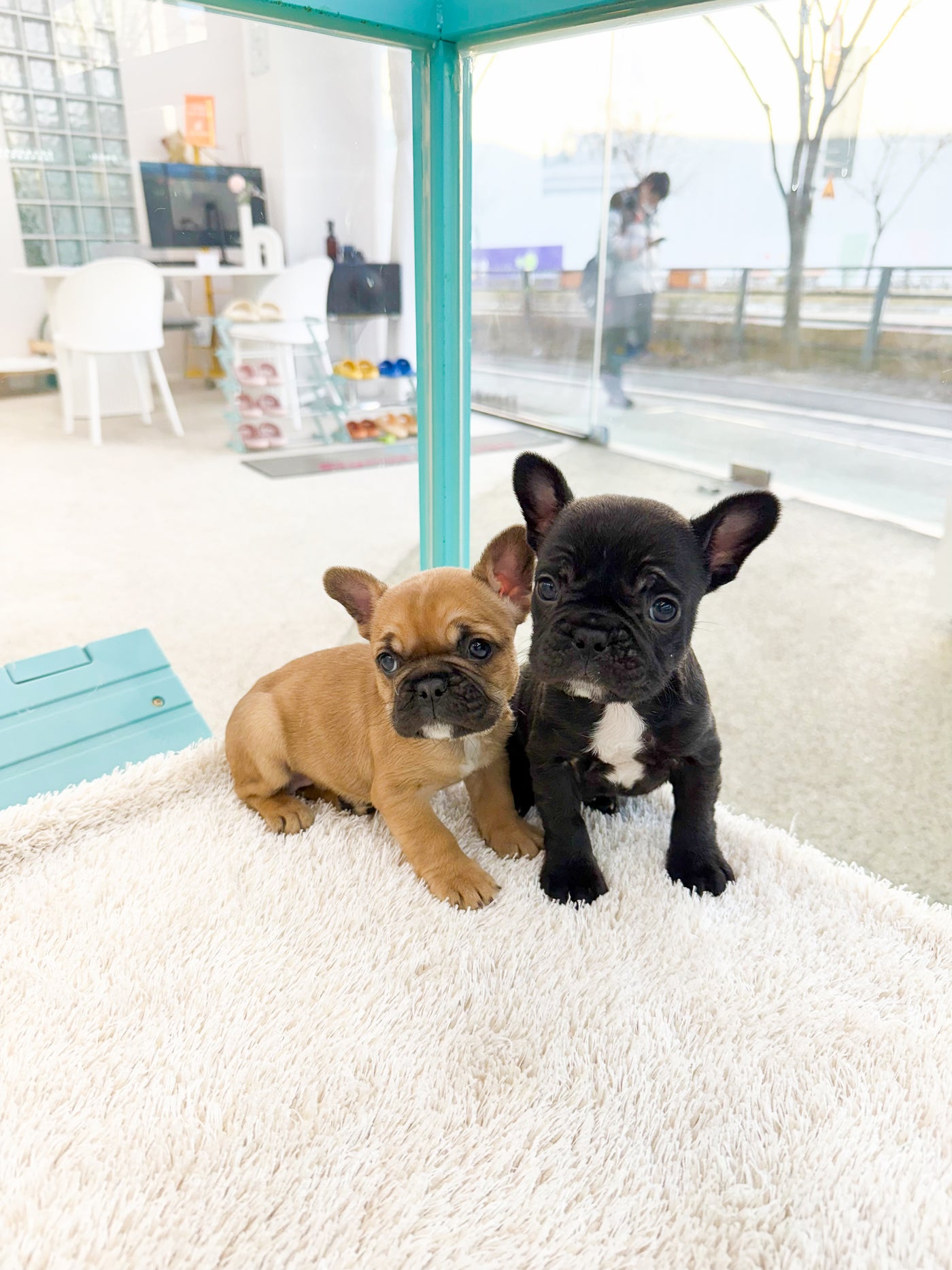 French Bulldog - Cooper & Oliver