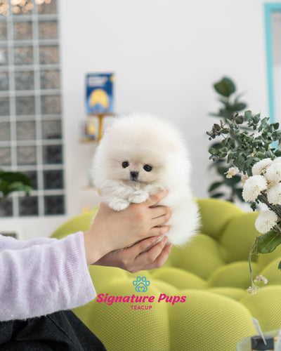 White Pomeranian - Elvi