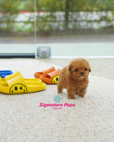 Male Poodle  - Peanut