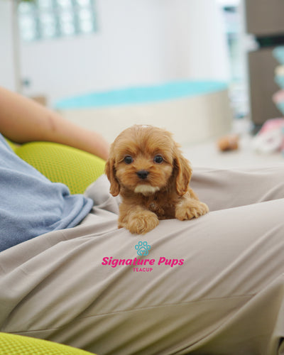 Female Mini Cavapoo  - Holly