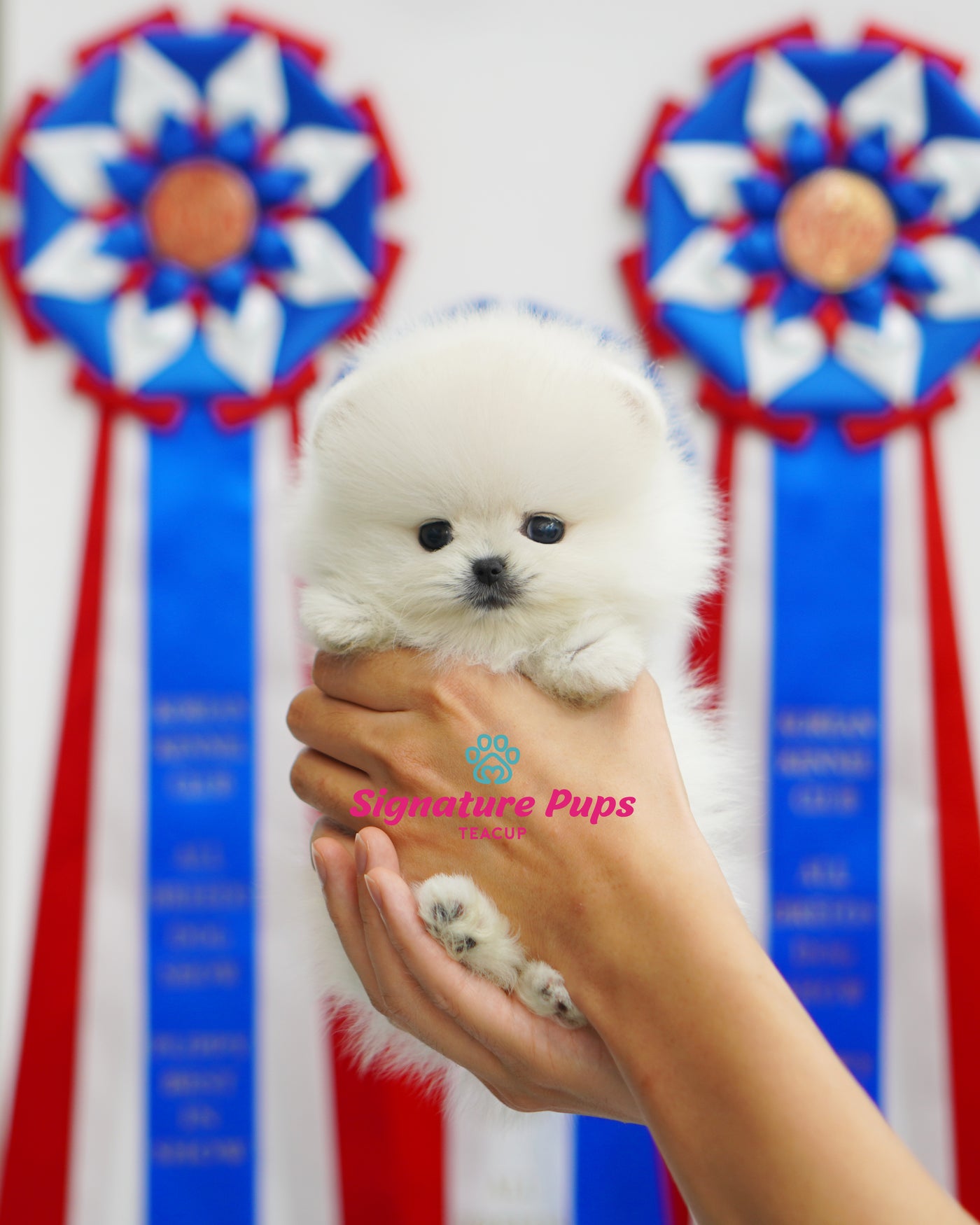 Female White Pomeraninan  - Winny