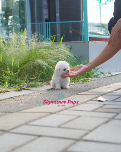 Male Bichon Frise - Henry