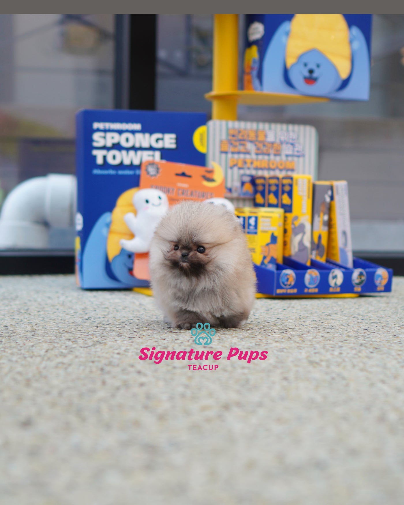 Micro size Pomeranian  - Penny