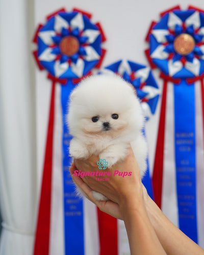 Female Pomeraninan  - Fendi