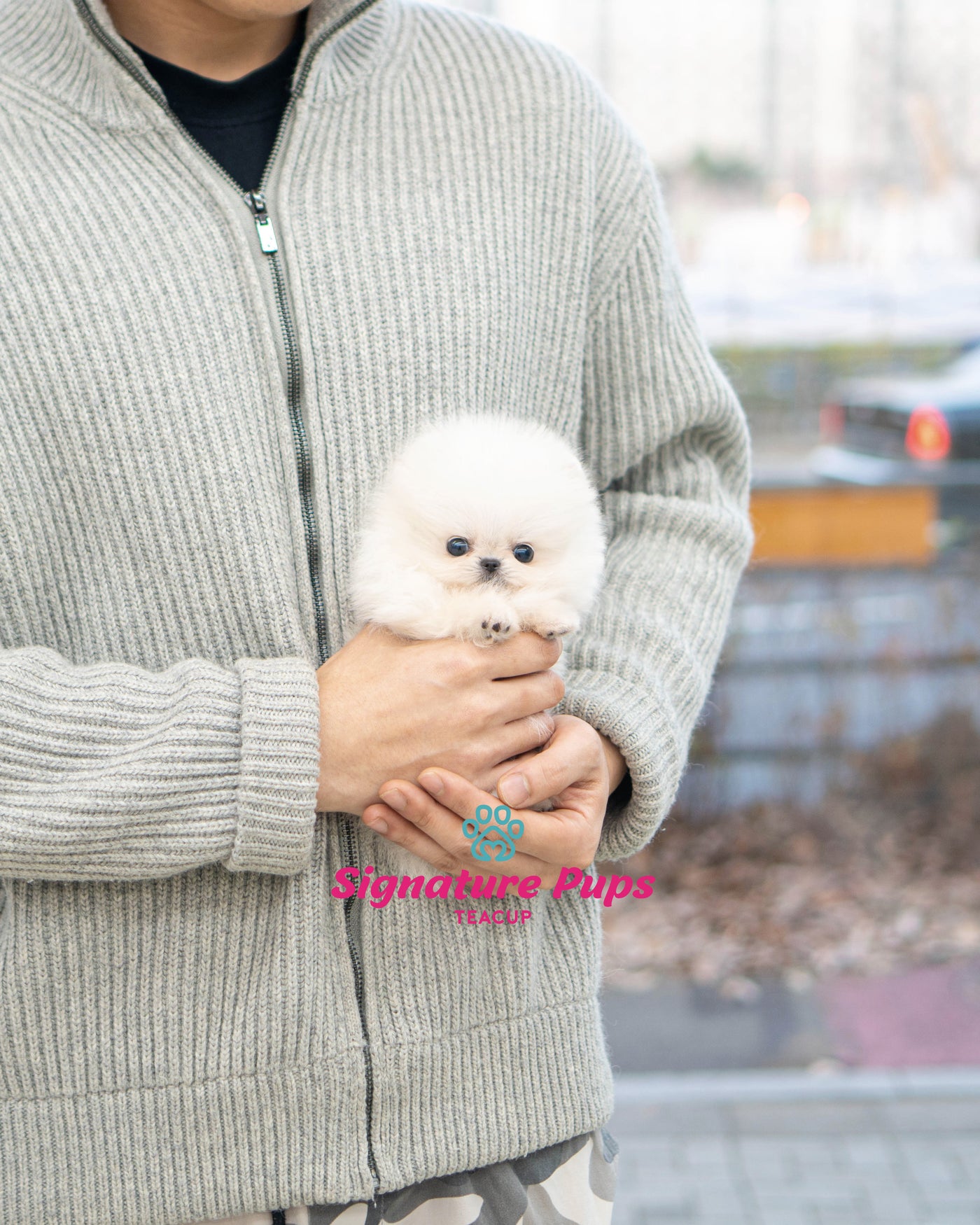 Micro size Male Pomeranian  - Leo