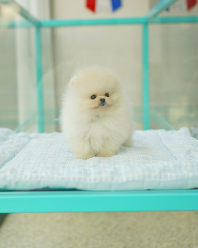 Champ Pedigree Male Pomeranian  - Gucci