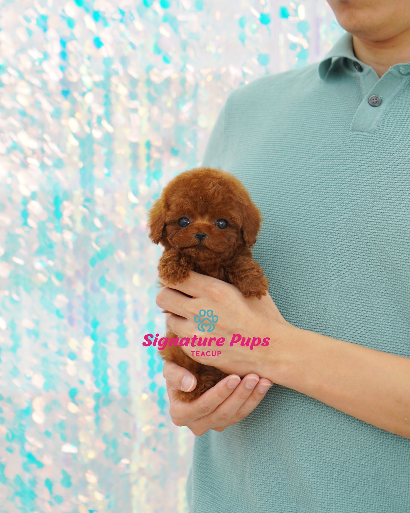 Male Poodle  - Lavi