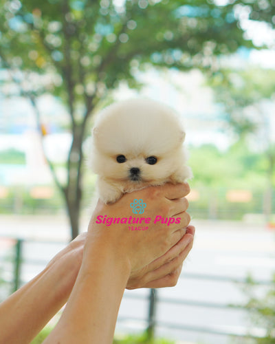 Female White Pomeraninan  - Nini