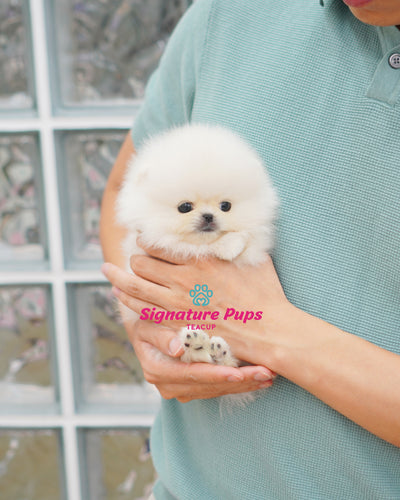 Male White Pomeraninan  - Nico