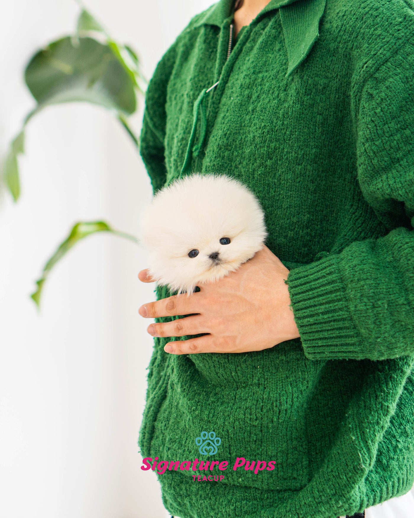 White Pomeranian - Gomi