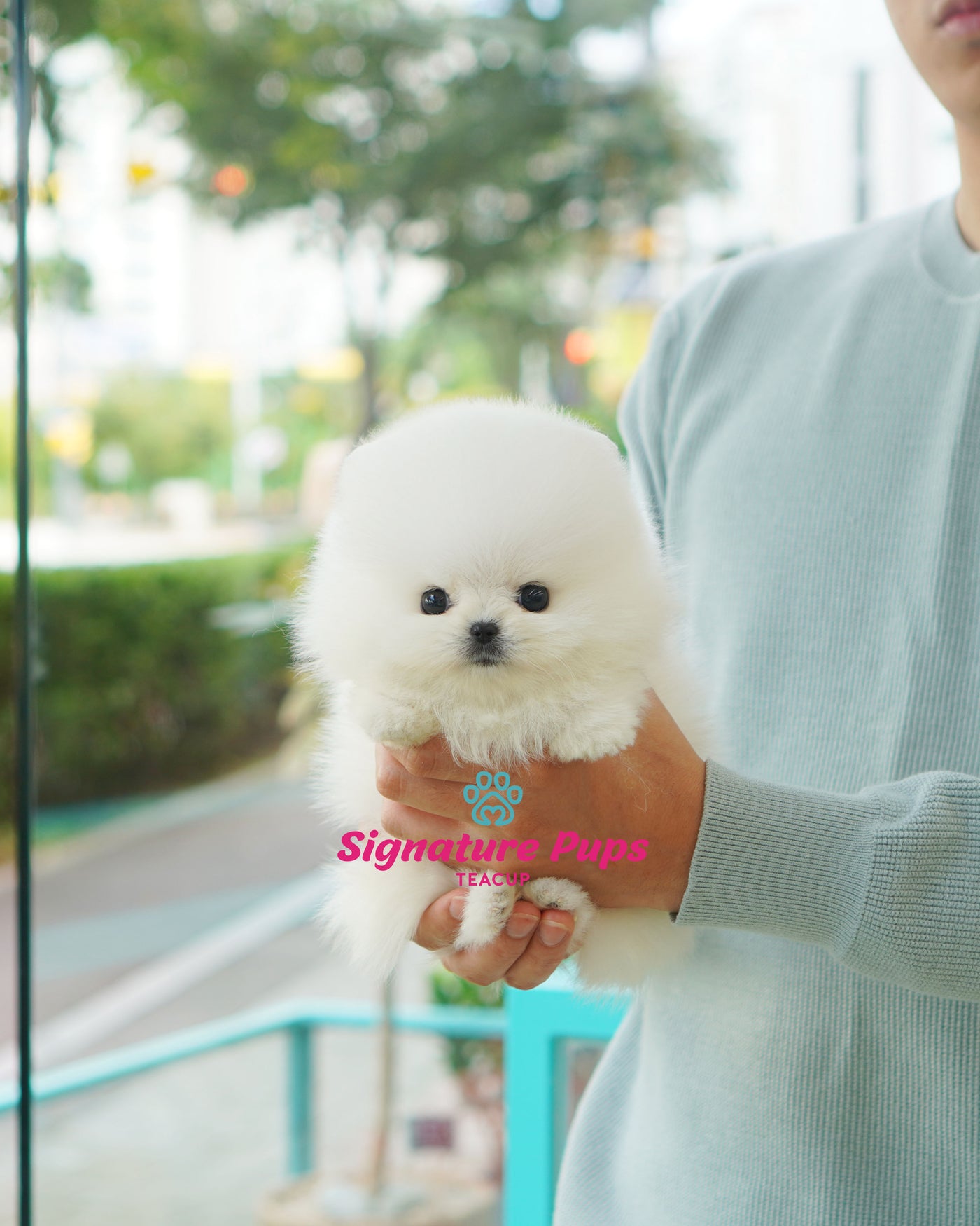 Female White Pomeraninan  - Bono