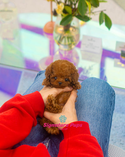 Male red Poodle  - Mocha