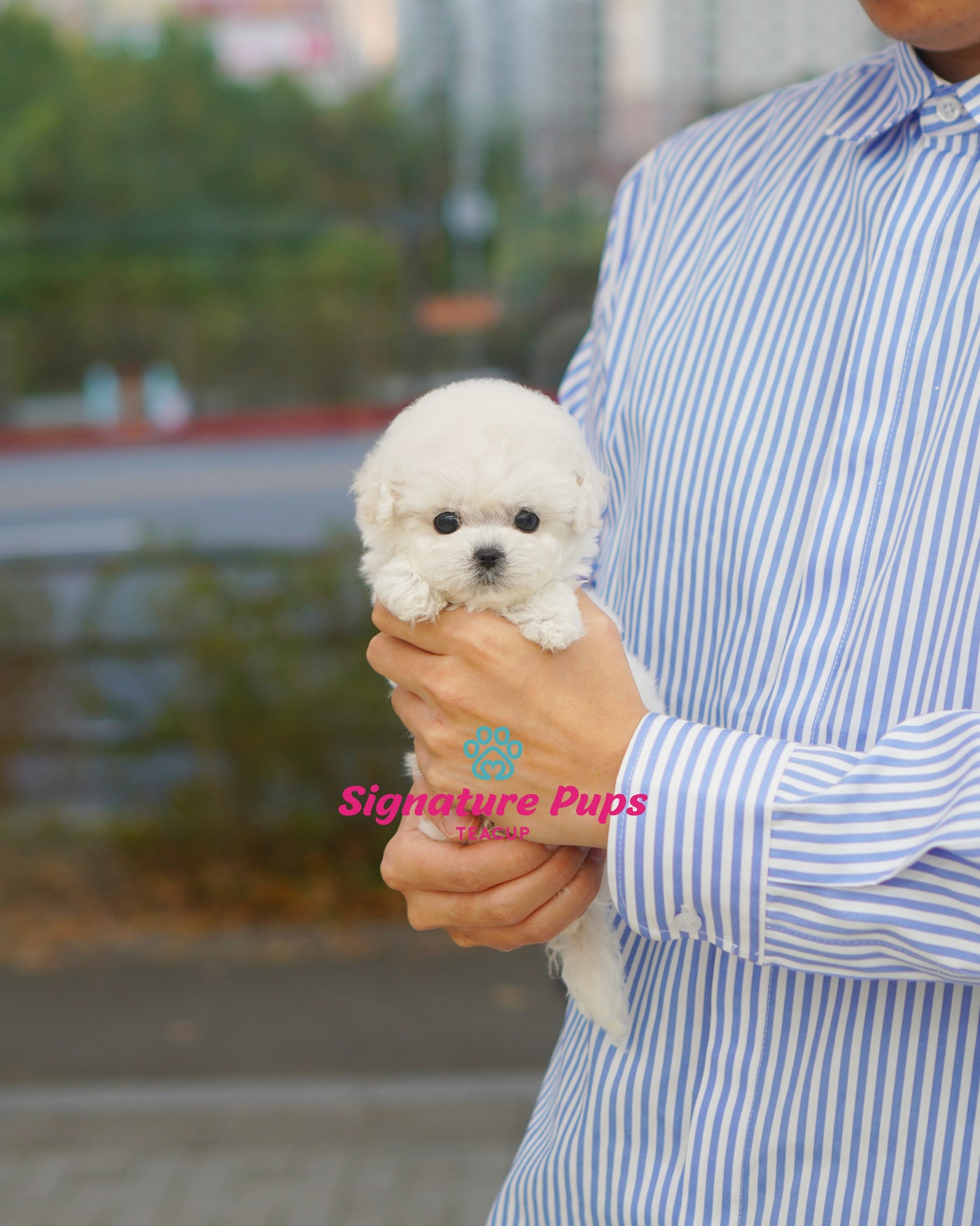 Bichon Frise  - Bonnie