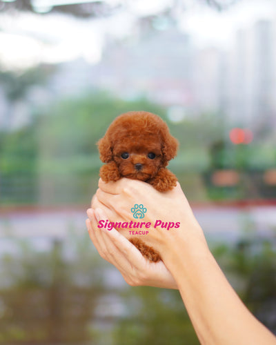 Micro size Female Red Poodle - Jenny