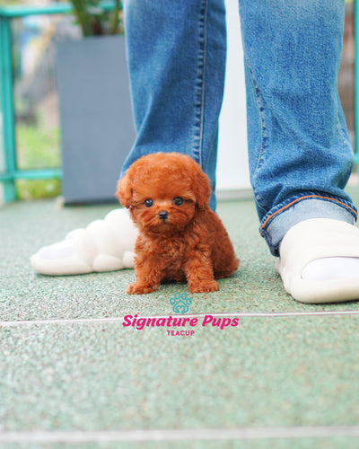 Male Red Poodle - Rocky