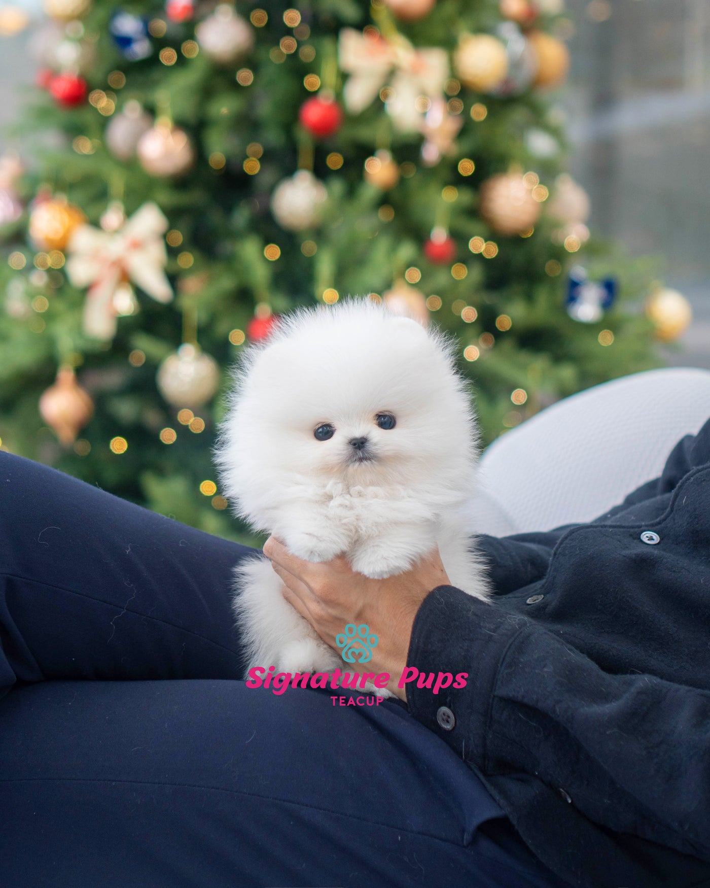 Male Pomeranian  - Herry