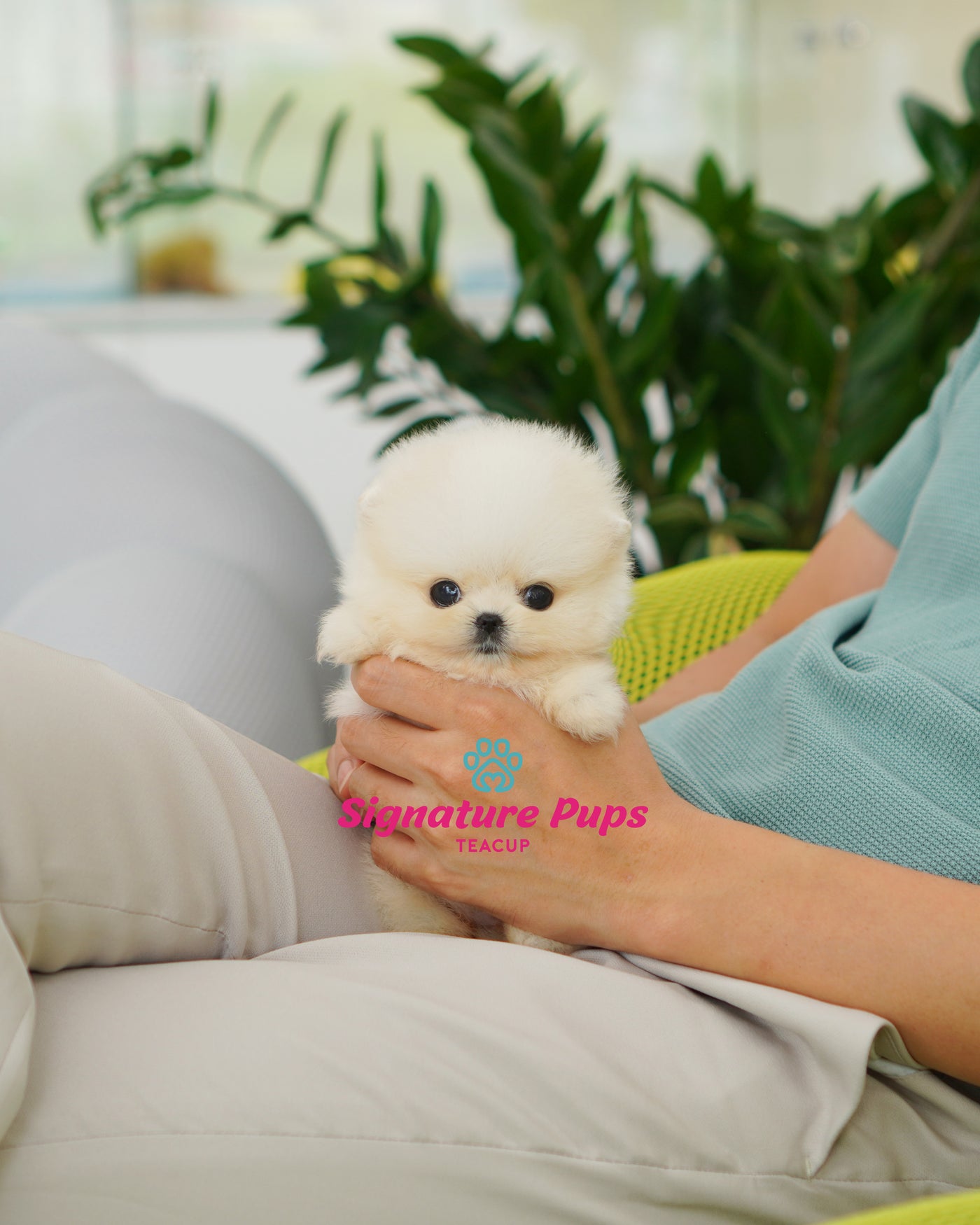 Female White Pomeraninan  - Nini