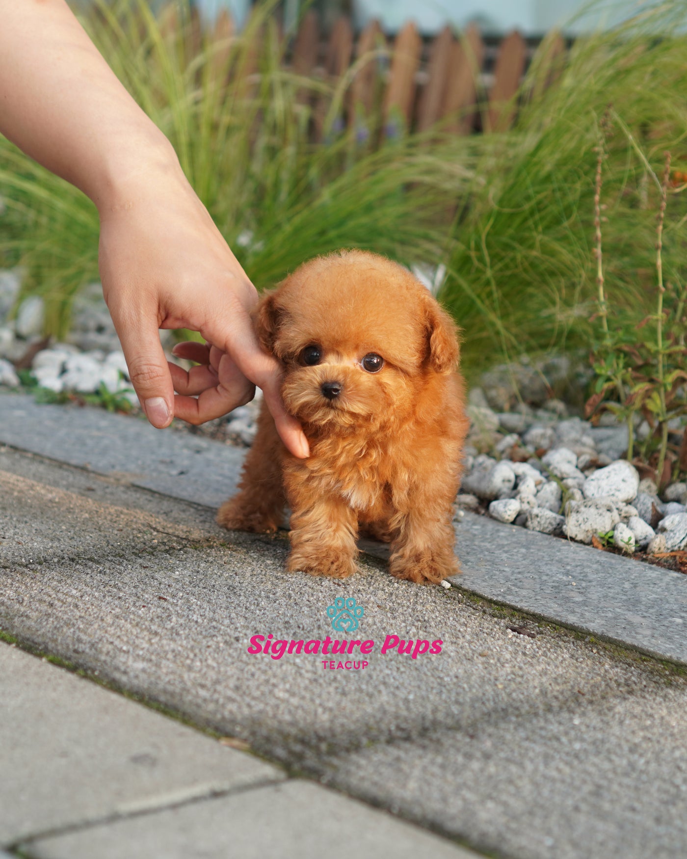 Teacup Female Red Poodle  - Berry