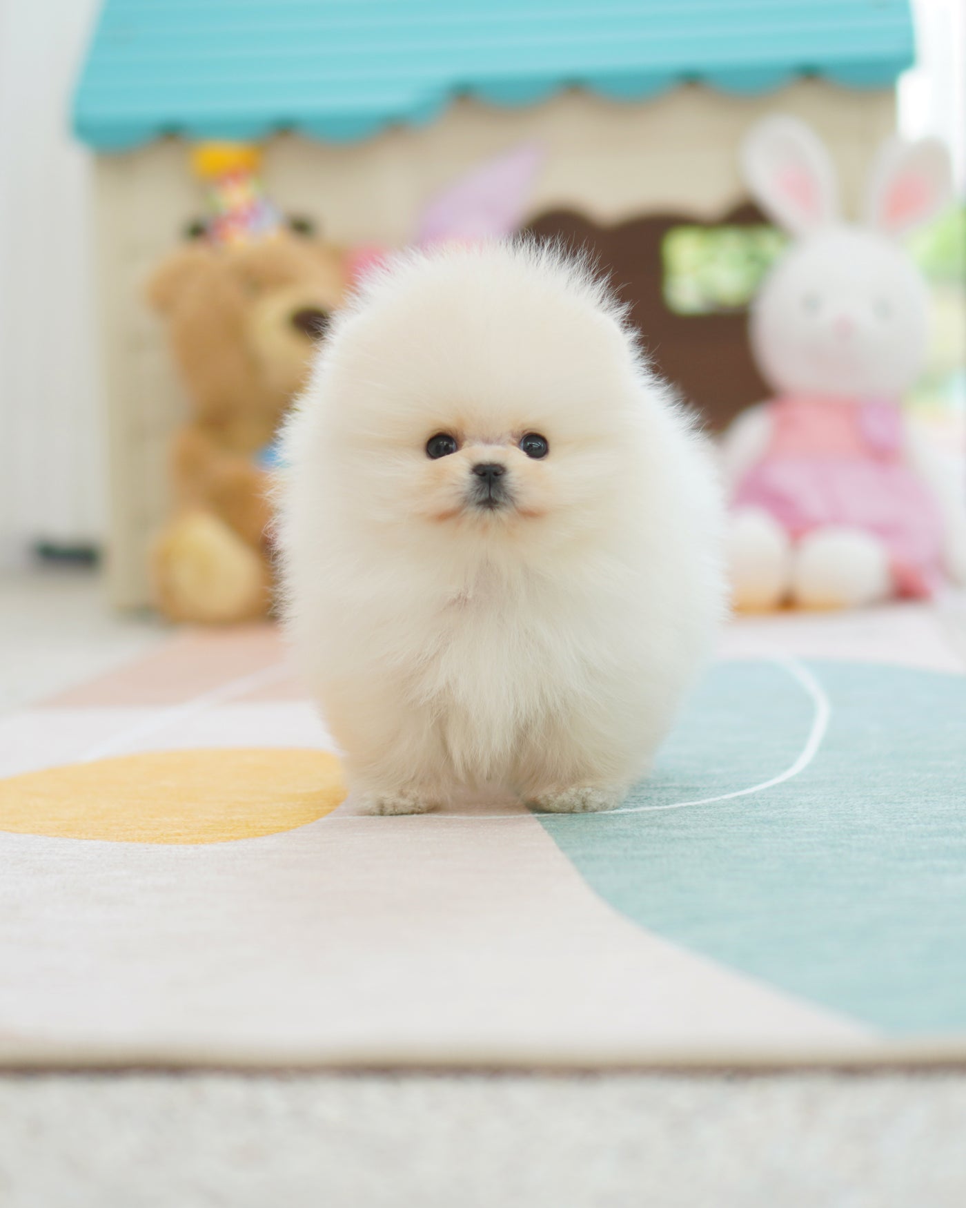 Pedigree pomeranian best sale