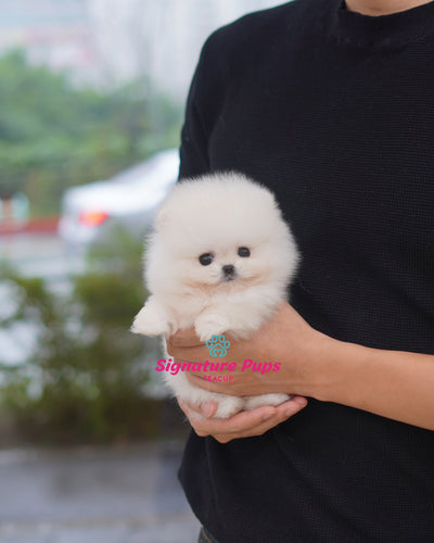 Female Pomeraninan  - Fendi