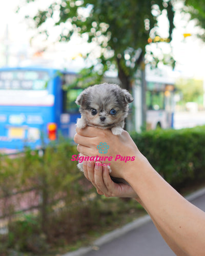 Blue Merle Chihuahua  - Violet