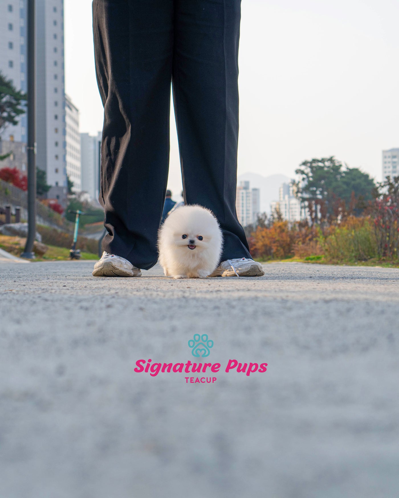 Female Pomeranian  - Angel