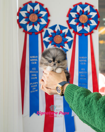 Blue Merle Pomeranian - Varon