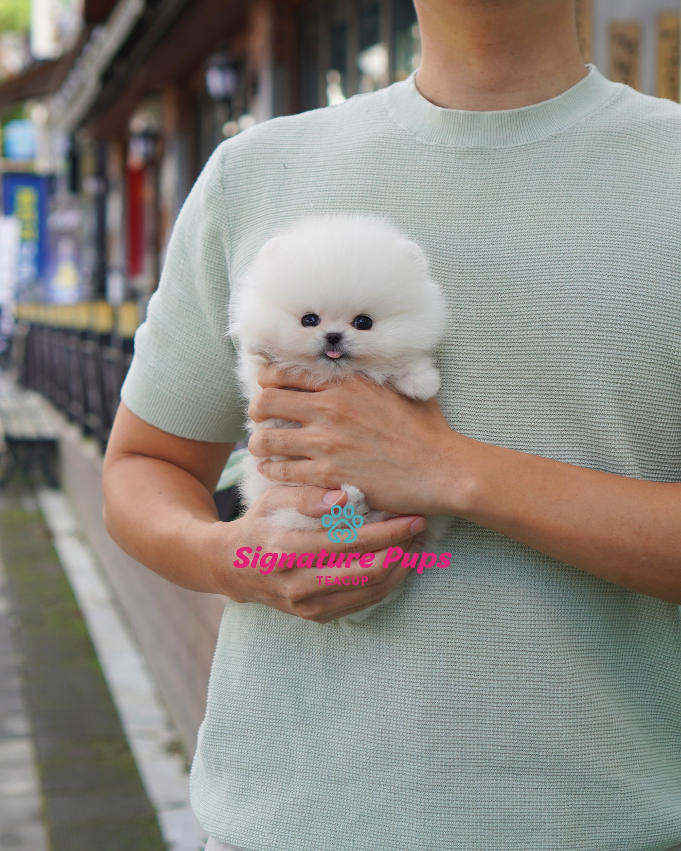 Female Pomeranian  - Hermes