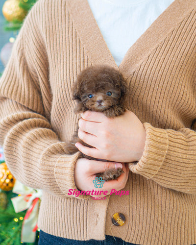 Café au Lait Poodle  - Chole