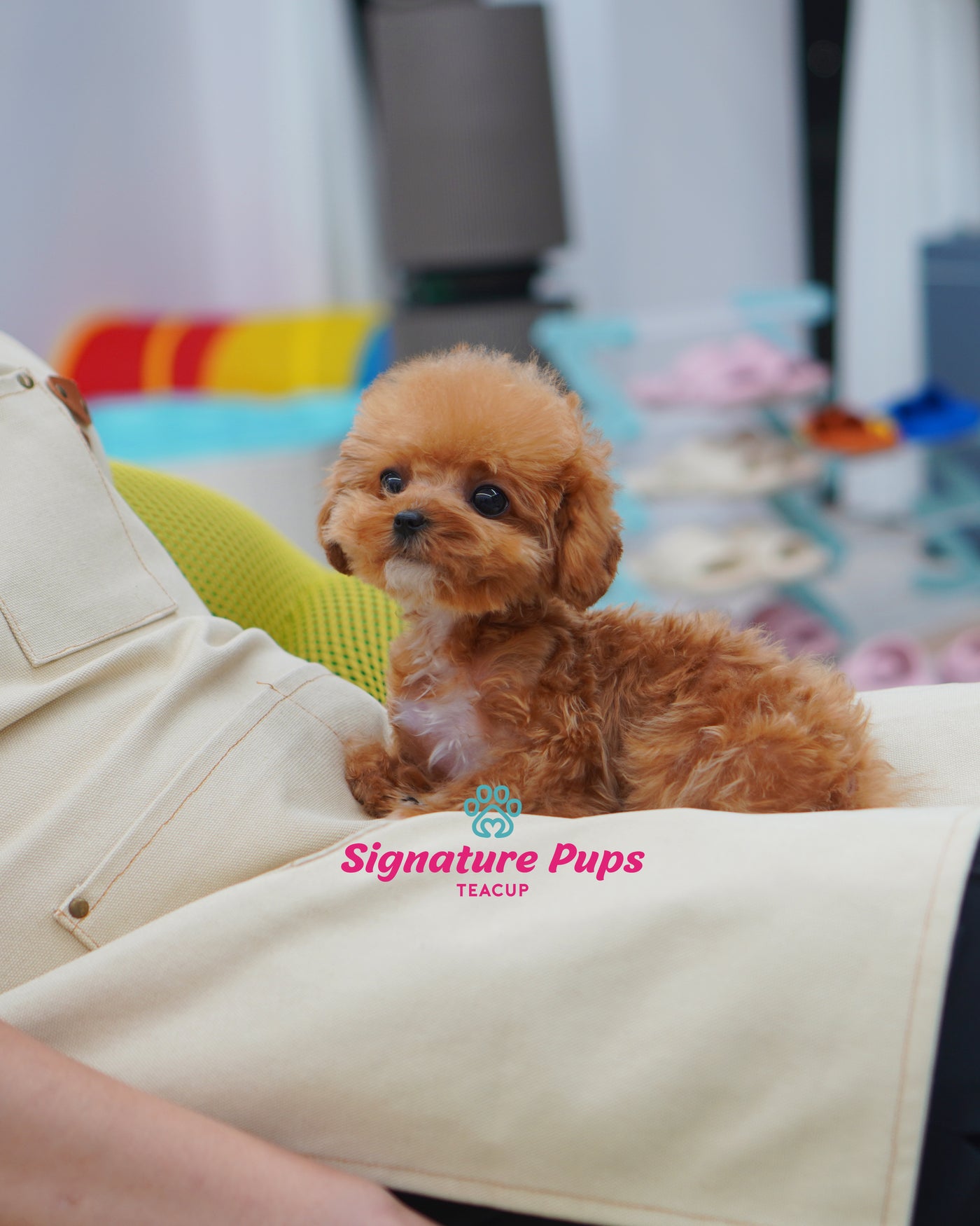 4 month old Male Red Parti Poodle - Tony