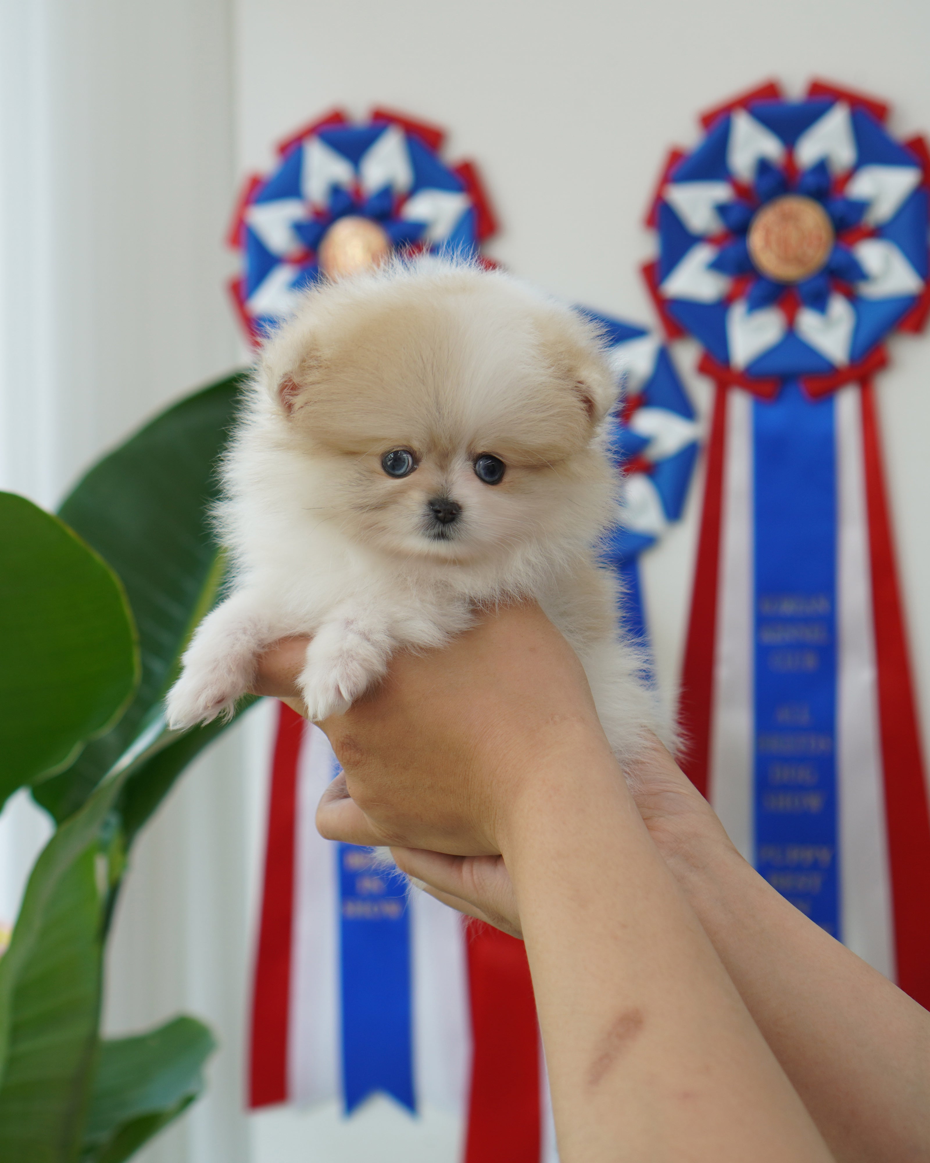 Miniature Pomeranian