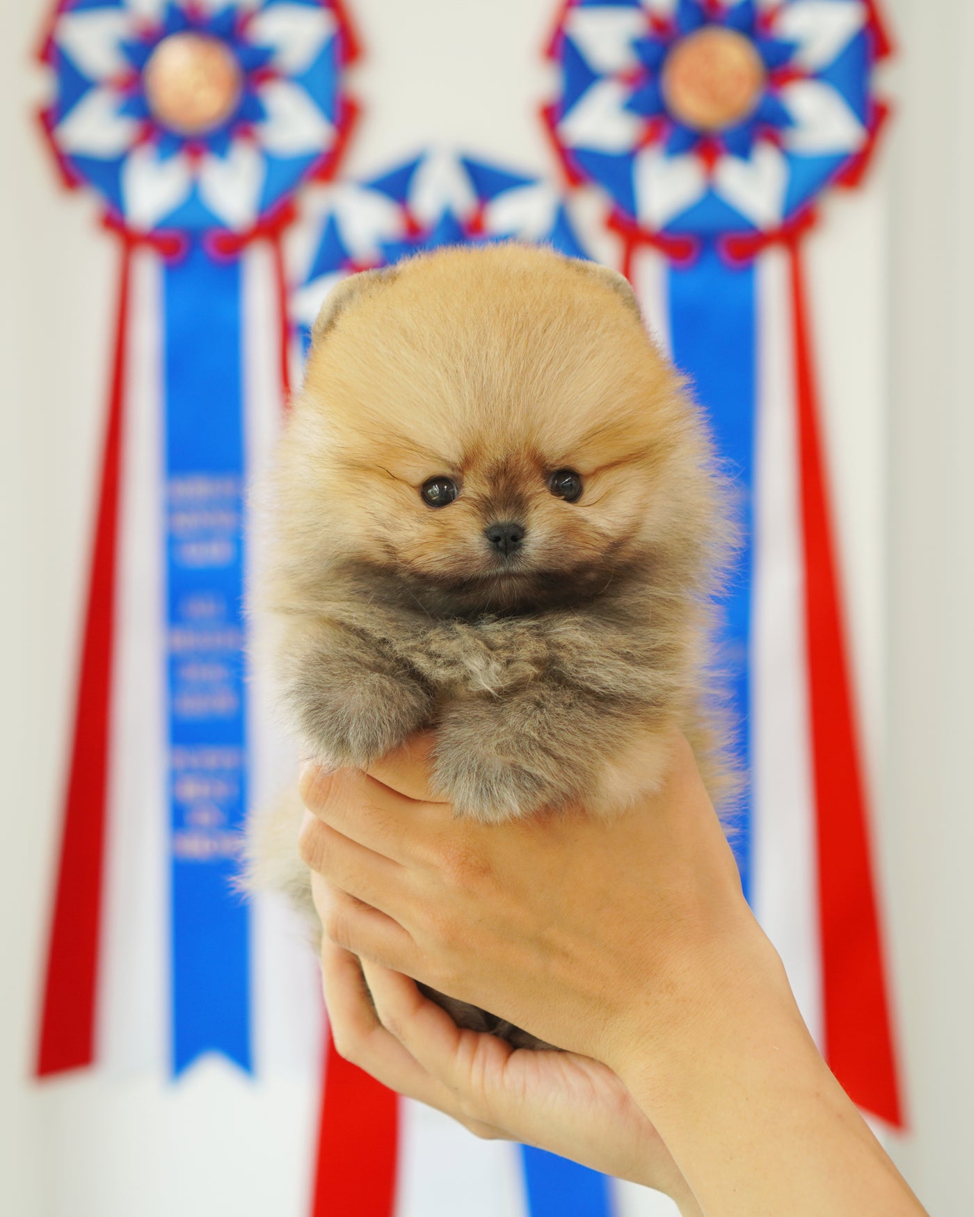 Male Pomeranian  - Ramsey