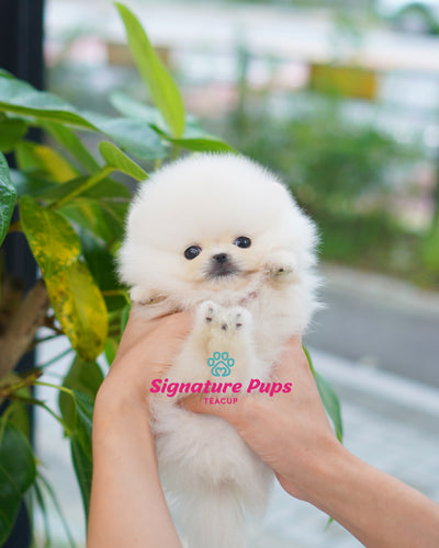 Male White Pomeraninan  - Nico