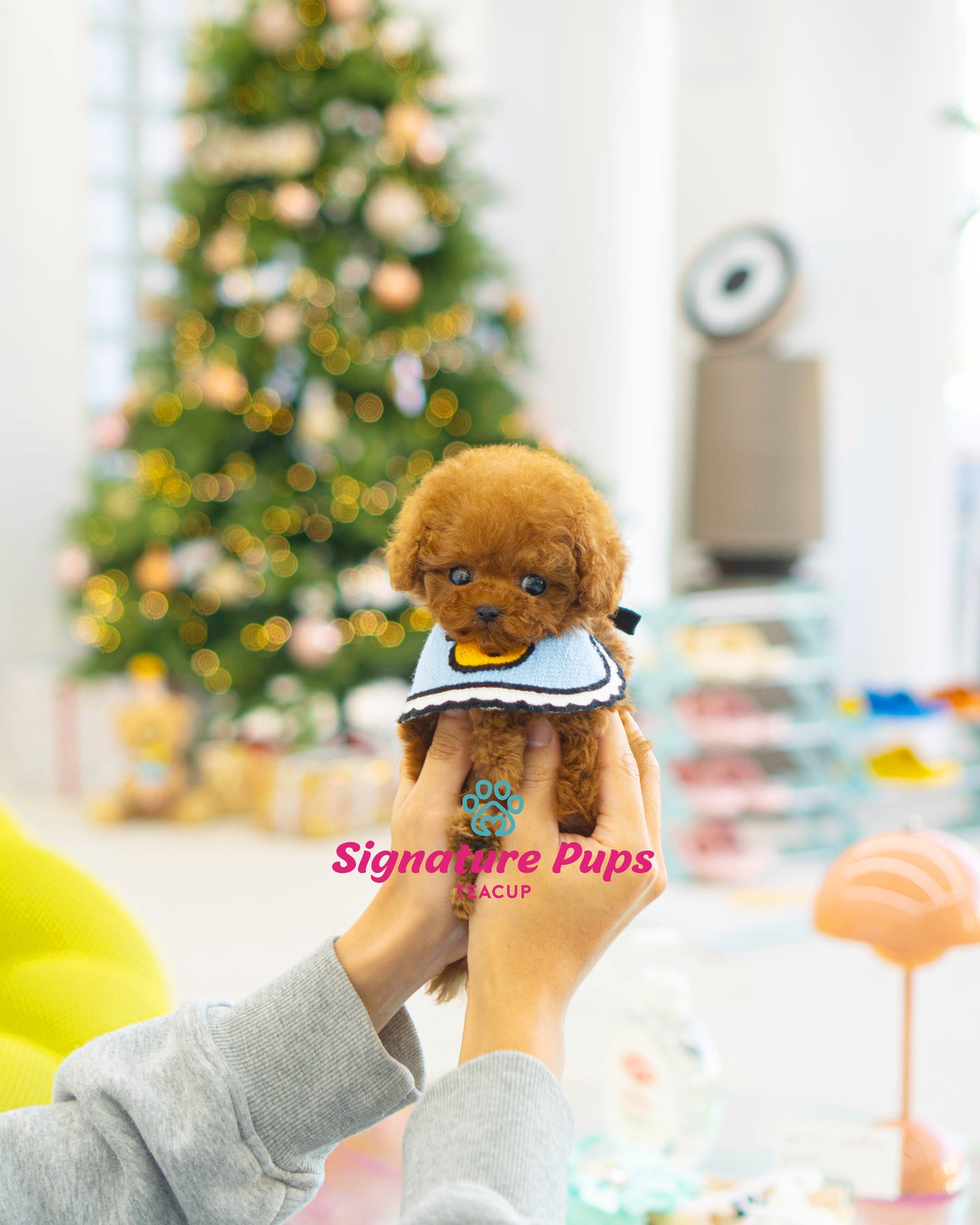 Female red Poodle  - Linzy