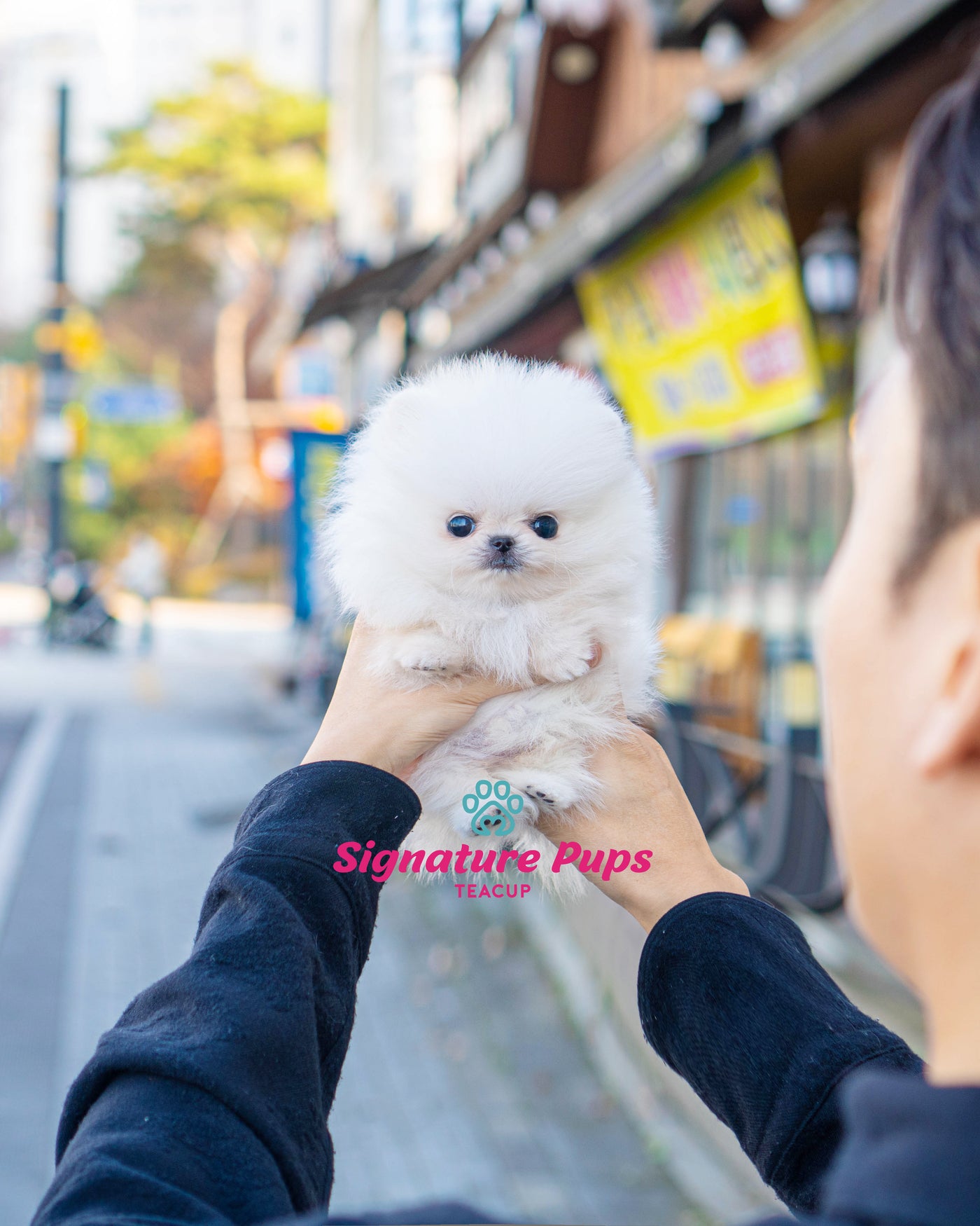 Micro size Male Pomeranian  - Leo