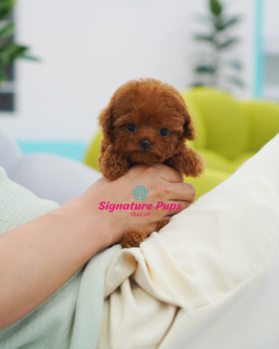 Red Male Poodle - Poter