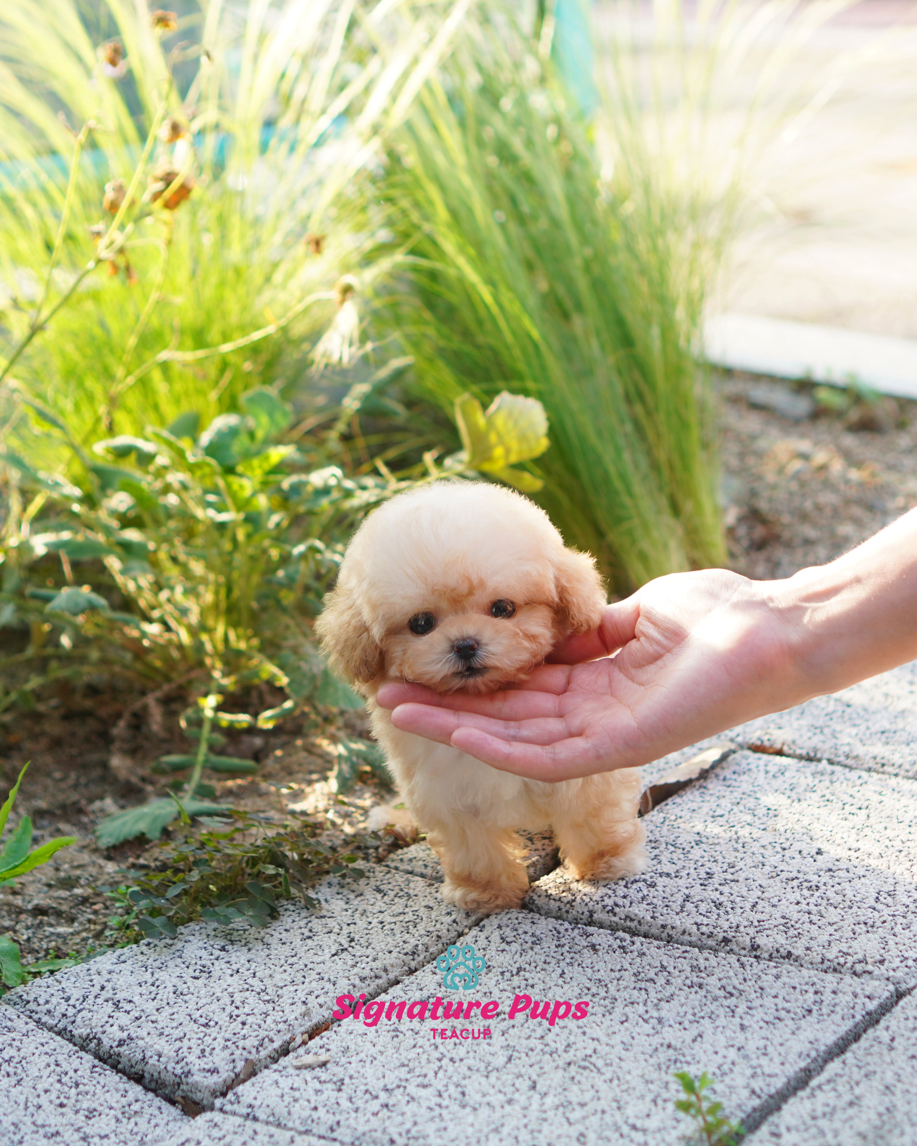 Micro Male Cream Poodle - Benny – Signature Teacup Pups