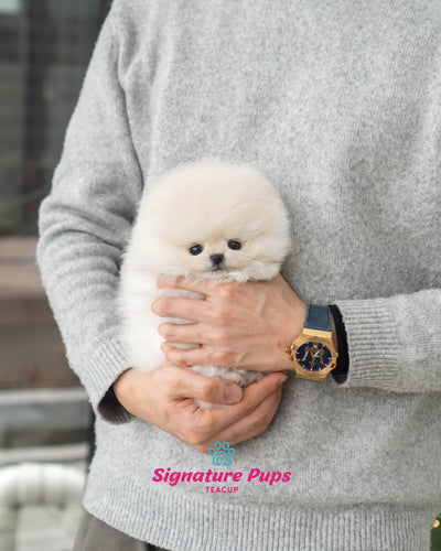 White Pomeranian - Elvi