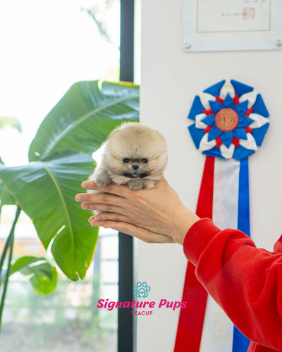 Male Sable Pomeranian - Volk