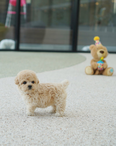Female Poodle - Lucy