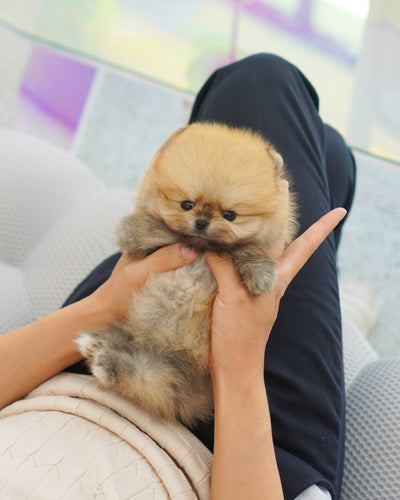 Male Pomeranian  - Ramsey