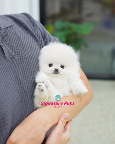 Female White Pomeraninan  - Winny