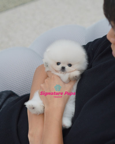 Female Pomeraninan  - Fendi